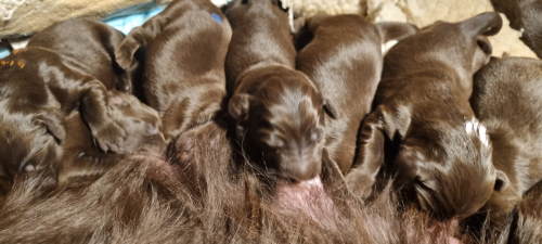 Die Welpen sind da