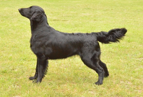 Sophie