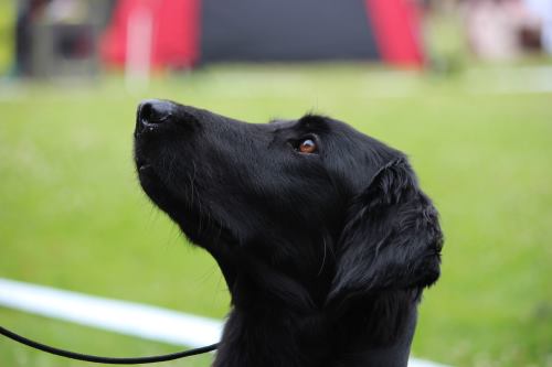 Sophie